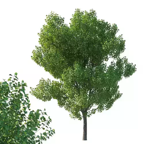 Calleryana Wine Tree