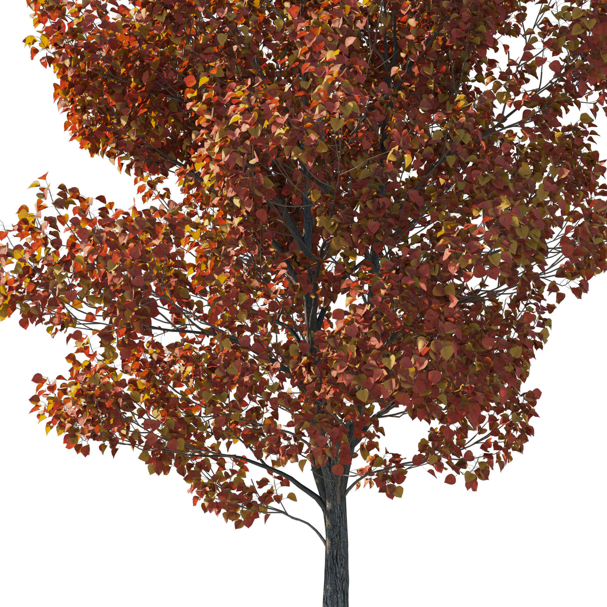 Calleryana Wine 02 3D model_2