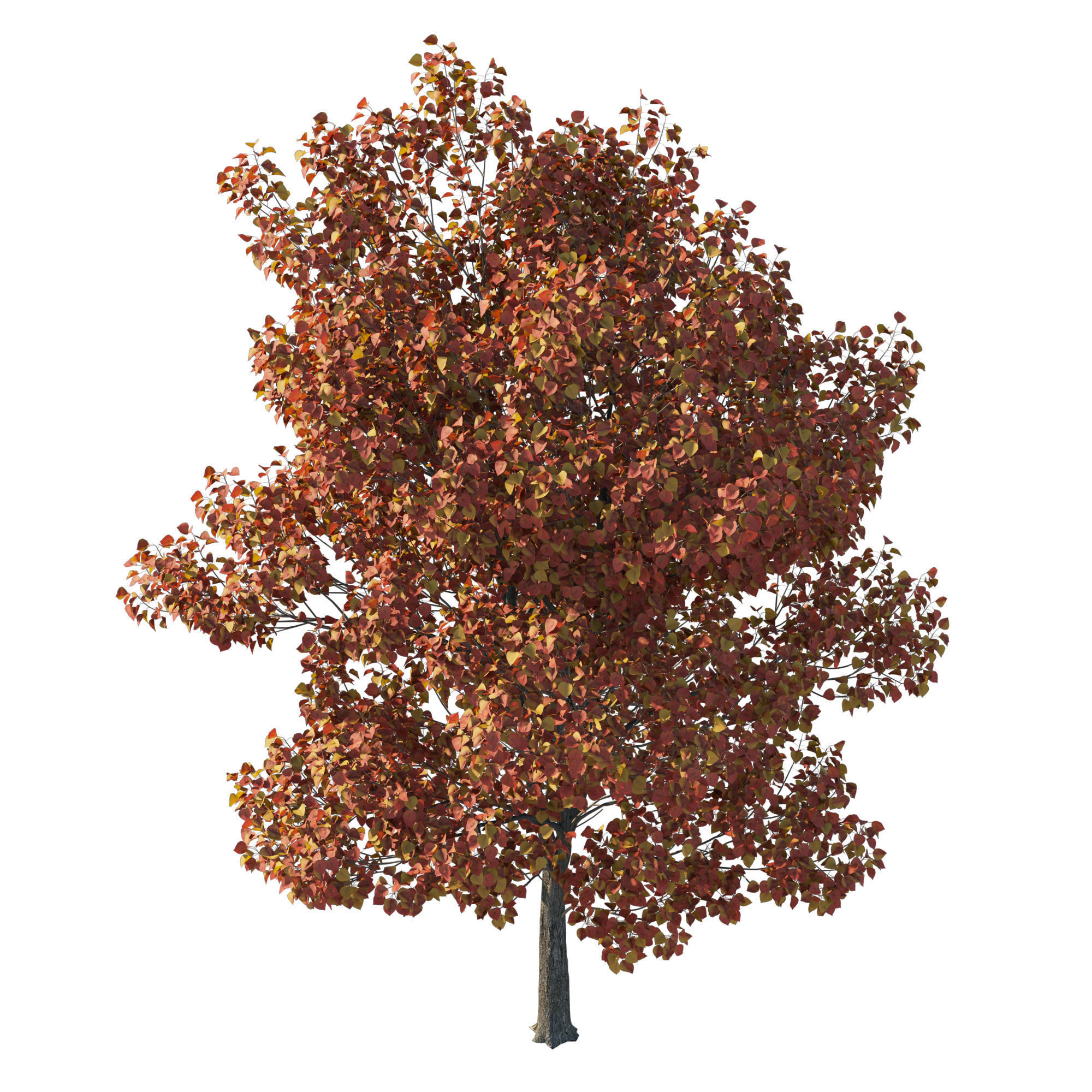 Calleryana Wine 02 3D model_1