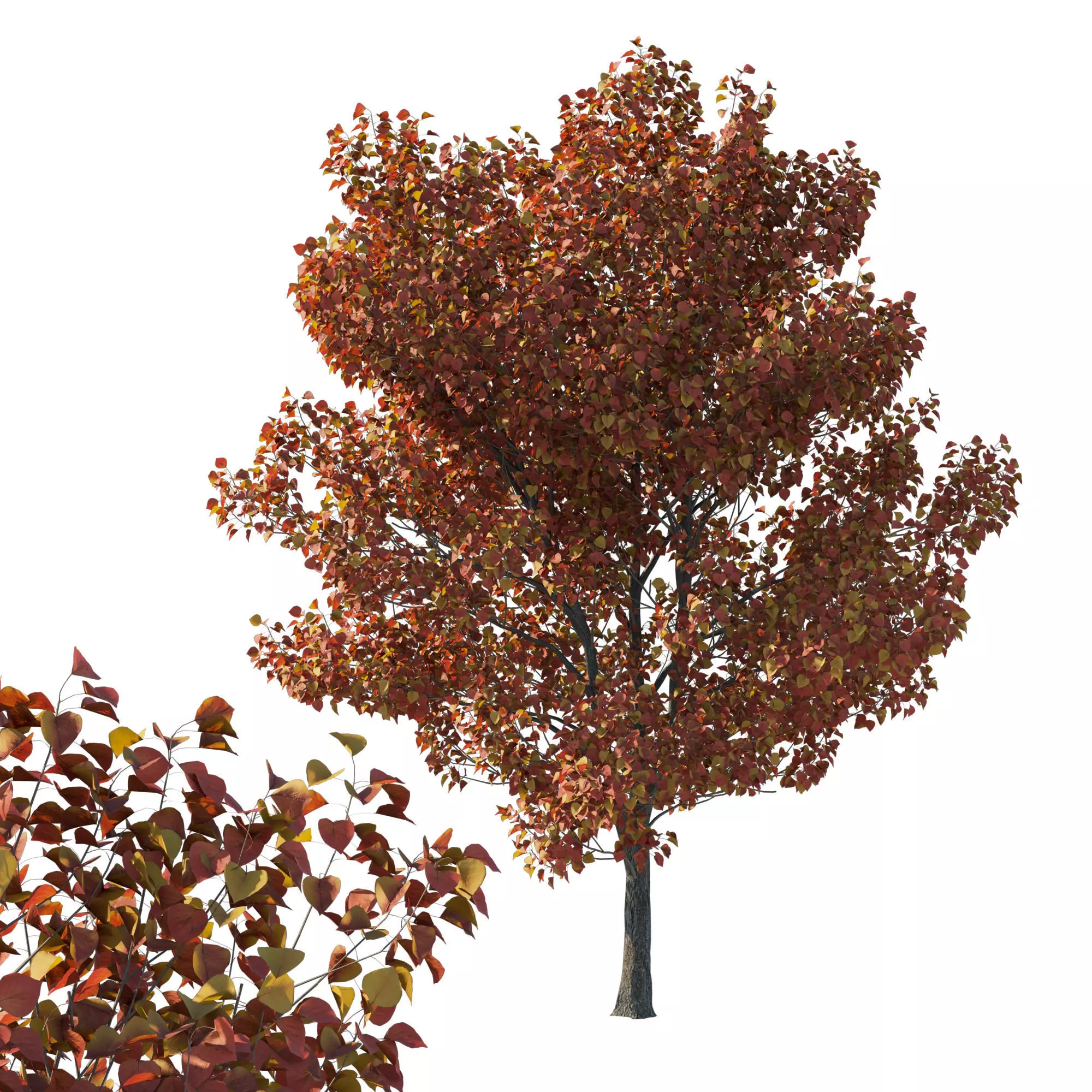 Calleryana Wine 02 3D model_0