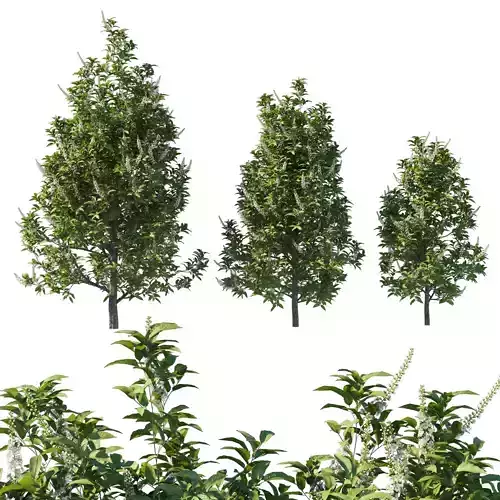 Prunus Lusitanica Tree 02