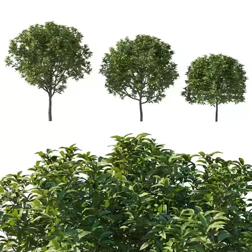 Prunus Lusitanica Tree 03