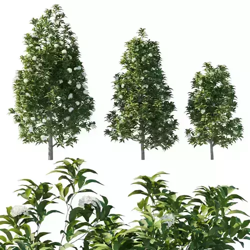 Backhousia Citriodora Tree 02