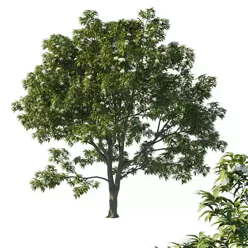 Backhousia Citriodora Tree