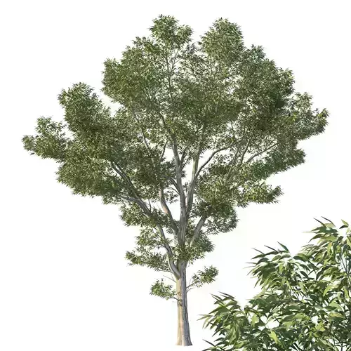 Eucalyptus Pauciflora Tree 01