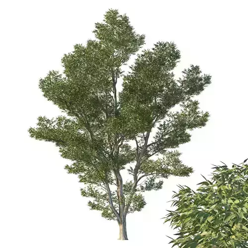 Eucalyptus Pauciflora Tree 02