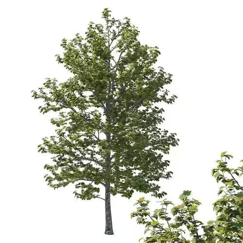 Platanus Occidentalis Tree