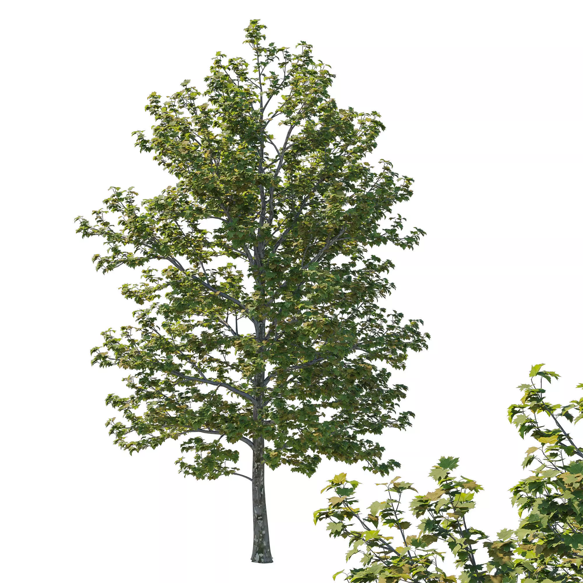 Platanus Occidentalis Tree 3D model