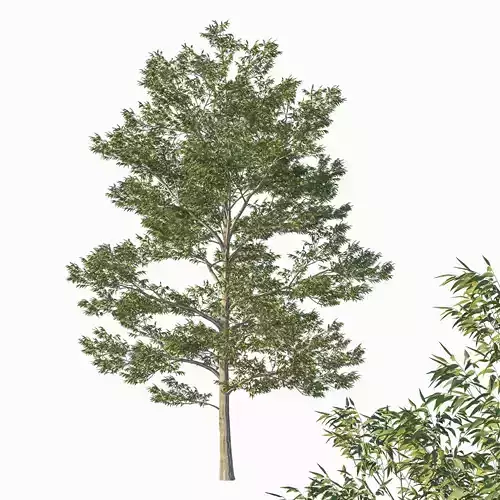 Eucalyptus Pauciflora Tree 03