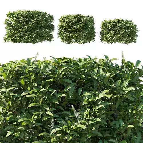 Prunus Lusitanica Tree 04