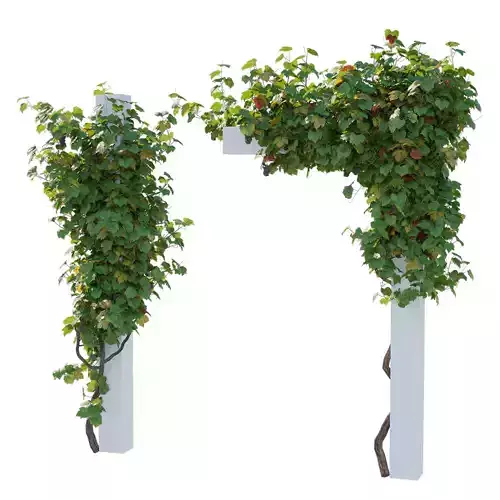 Climbing Vines Grapes
