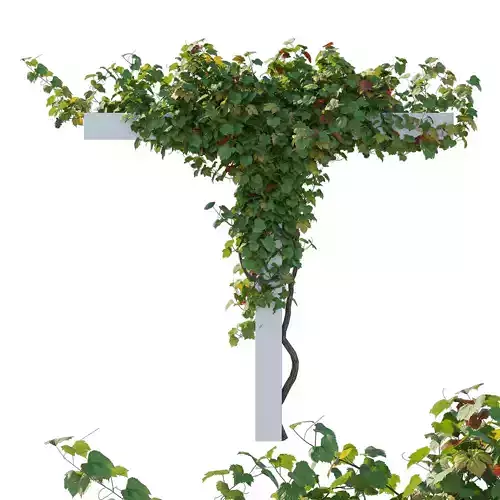 Climbing Vines Grapes 03