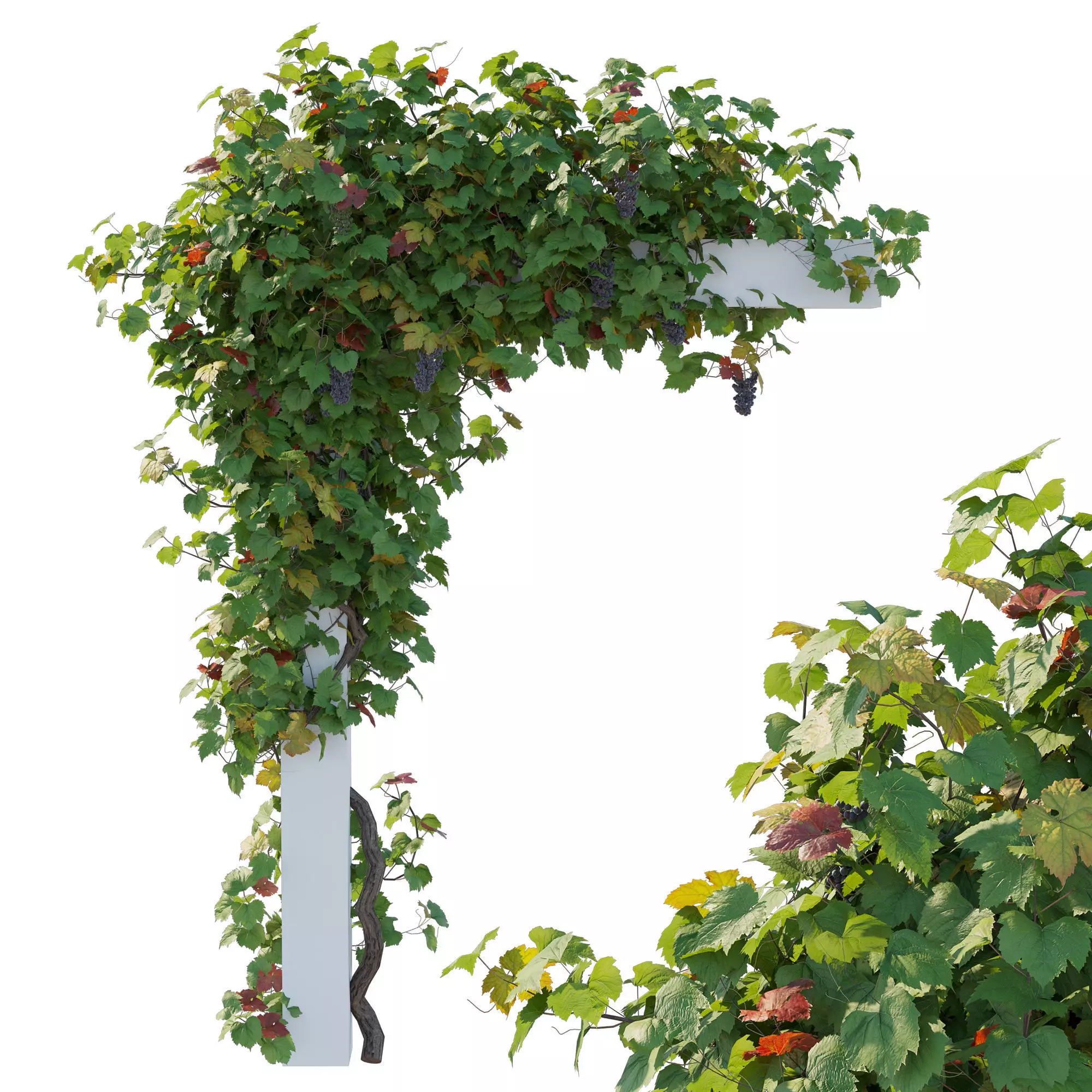 Climbing Vines Grapes 04 3D model