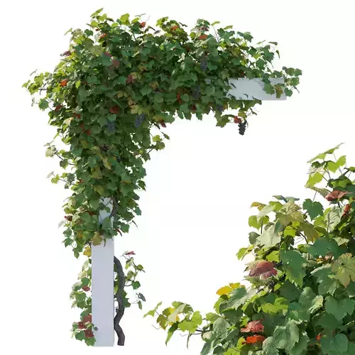 Climbing Vines Grapes 04