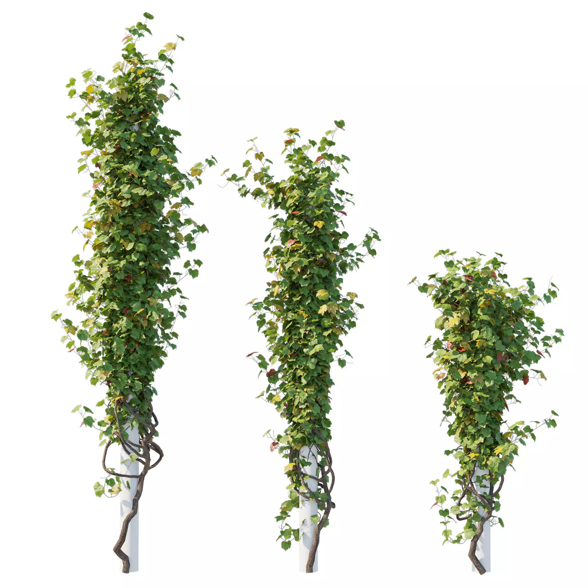 Climbing Vines Grapes 06 3D model