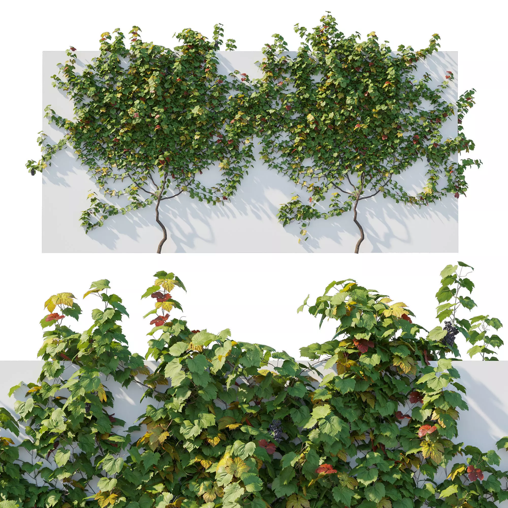 Climbing Vines Grapes 05 3D model