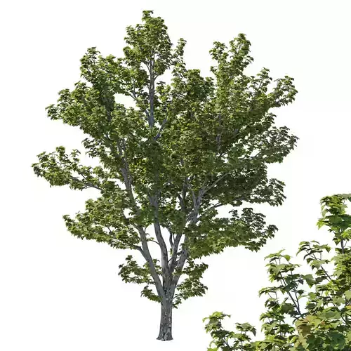 Platanus Occidentalis 02 3D model