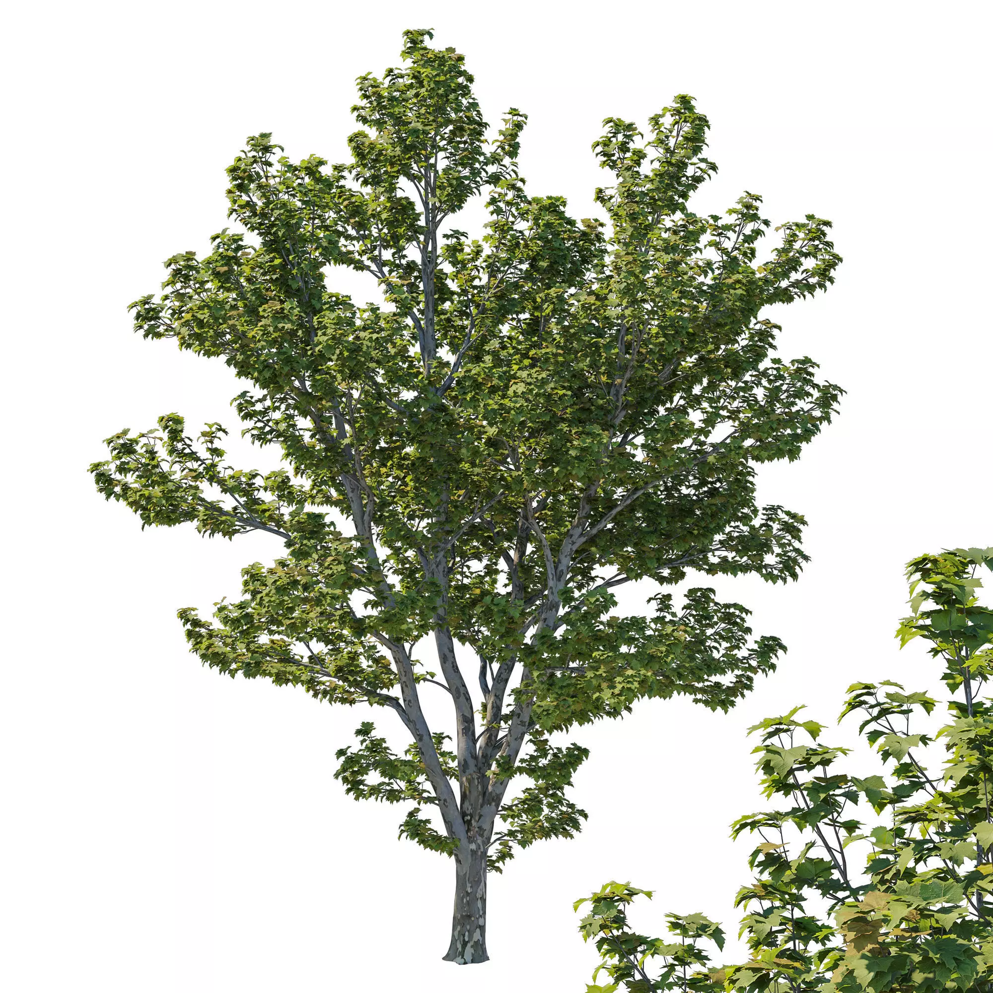 Platanus Occidentalis 02 3D model_0