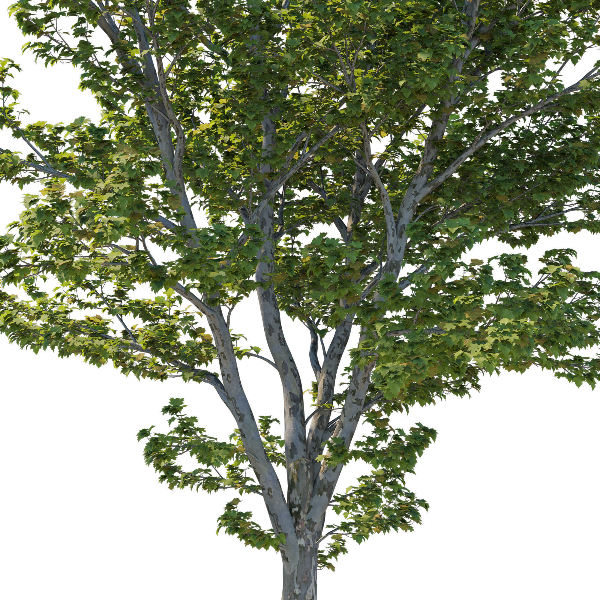 Platanus Occidentalis 02 3D model_2