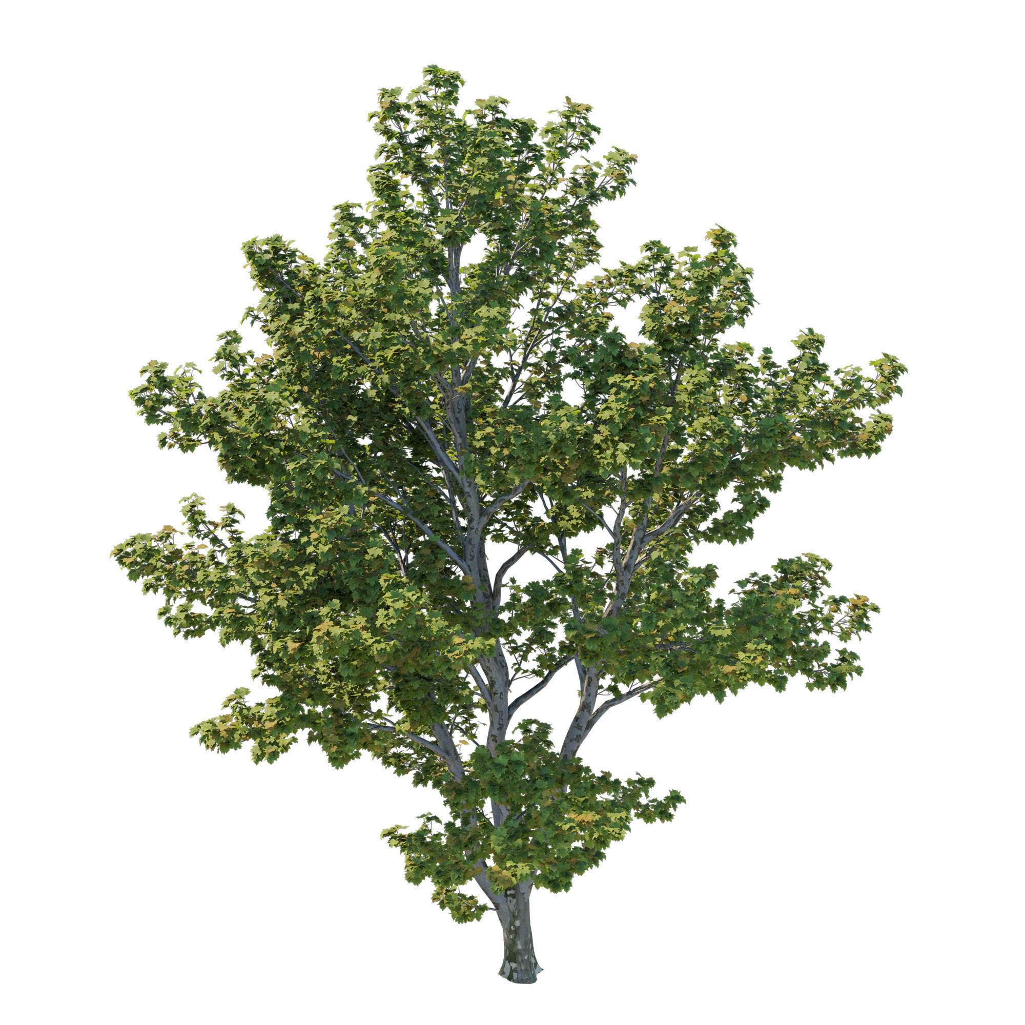 Platanus Occidentalis 02 3D model_1