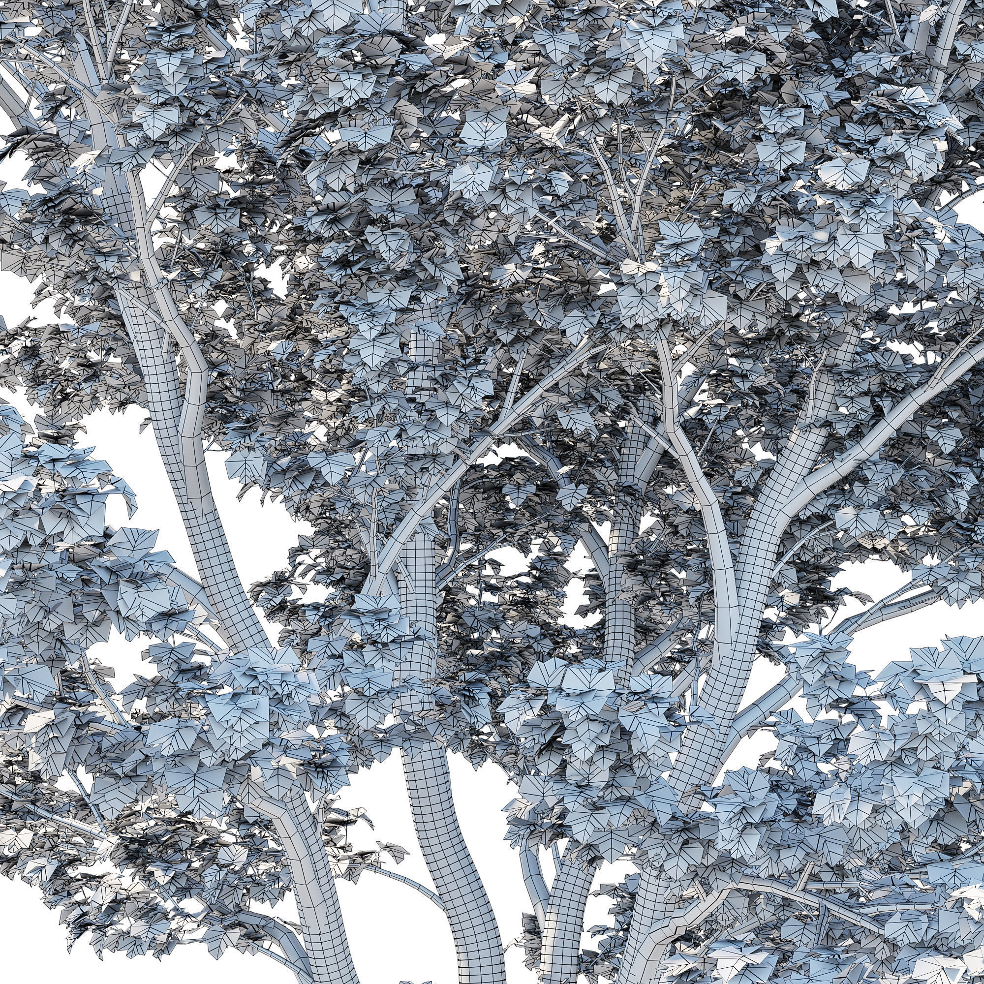 Platanus Occidentalis 02 3D model_3
