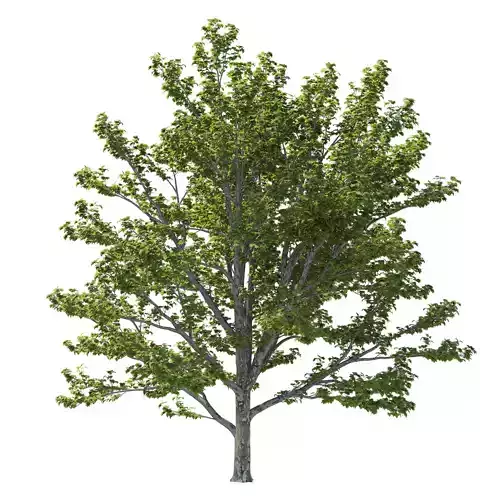 Platanus Occidentalis 03 3D model