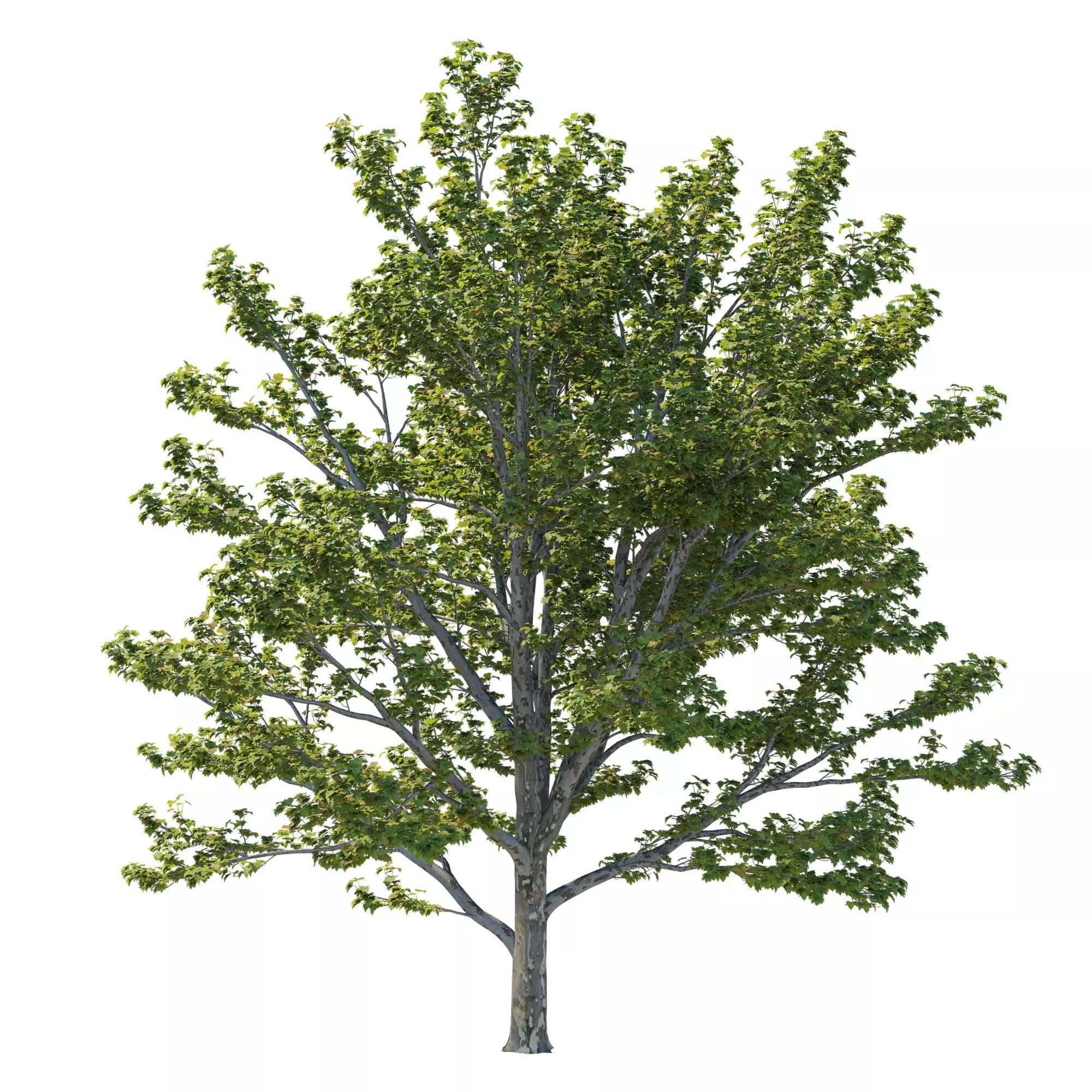 Platanus Occidentalis 03 3D model_0