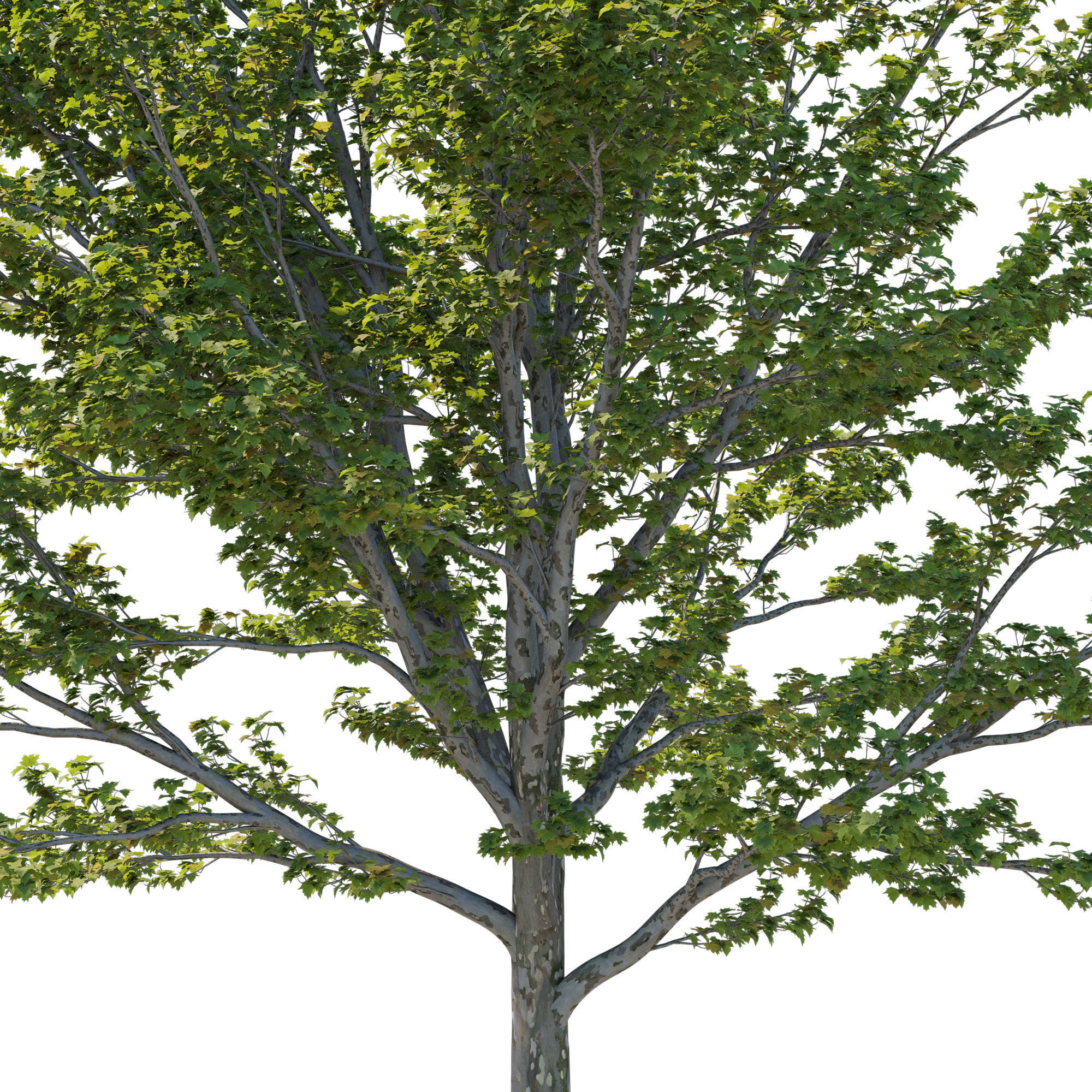 Platanus Occidentalis 03 3D model_2