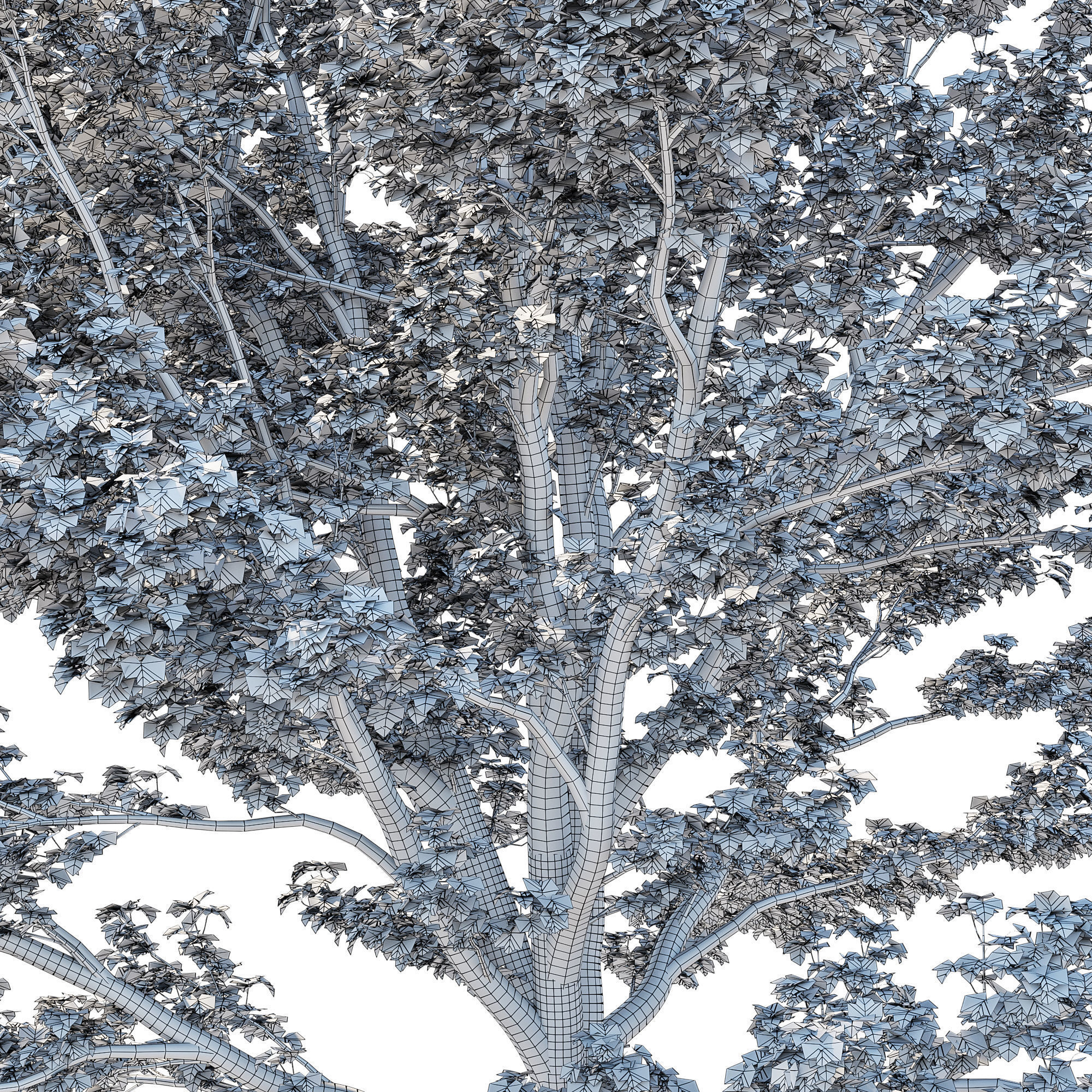 Platanus Occidentalis 03 3D model_3