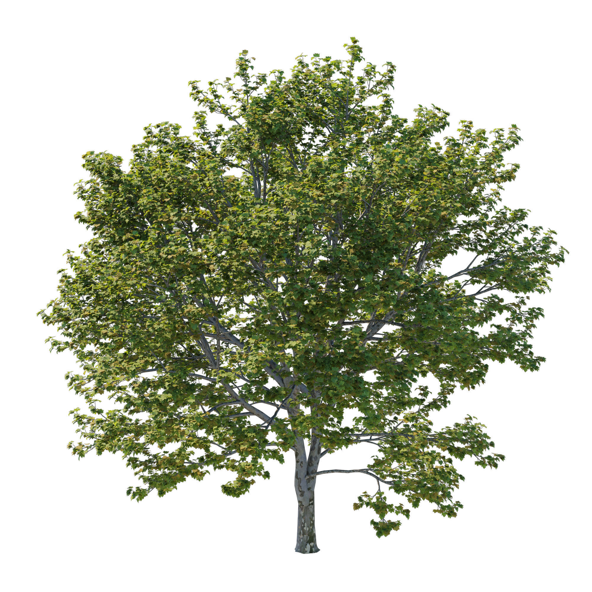 Platanus Occidentalis 04 3D model_1