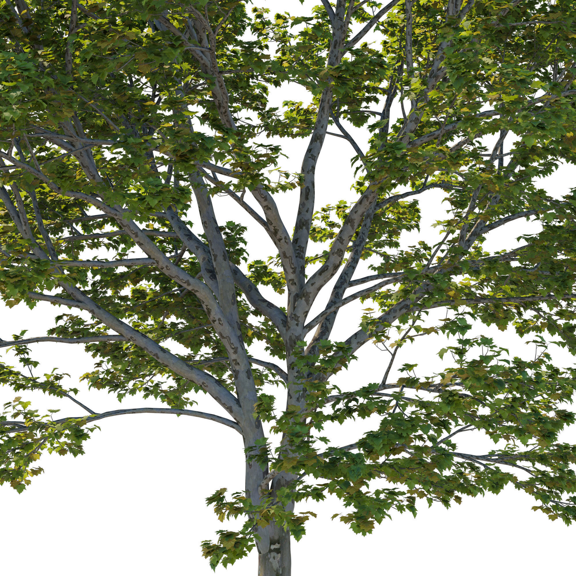 Platanus Occidentalis 04 3D model_2