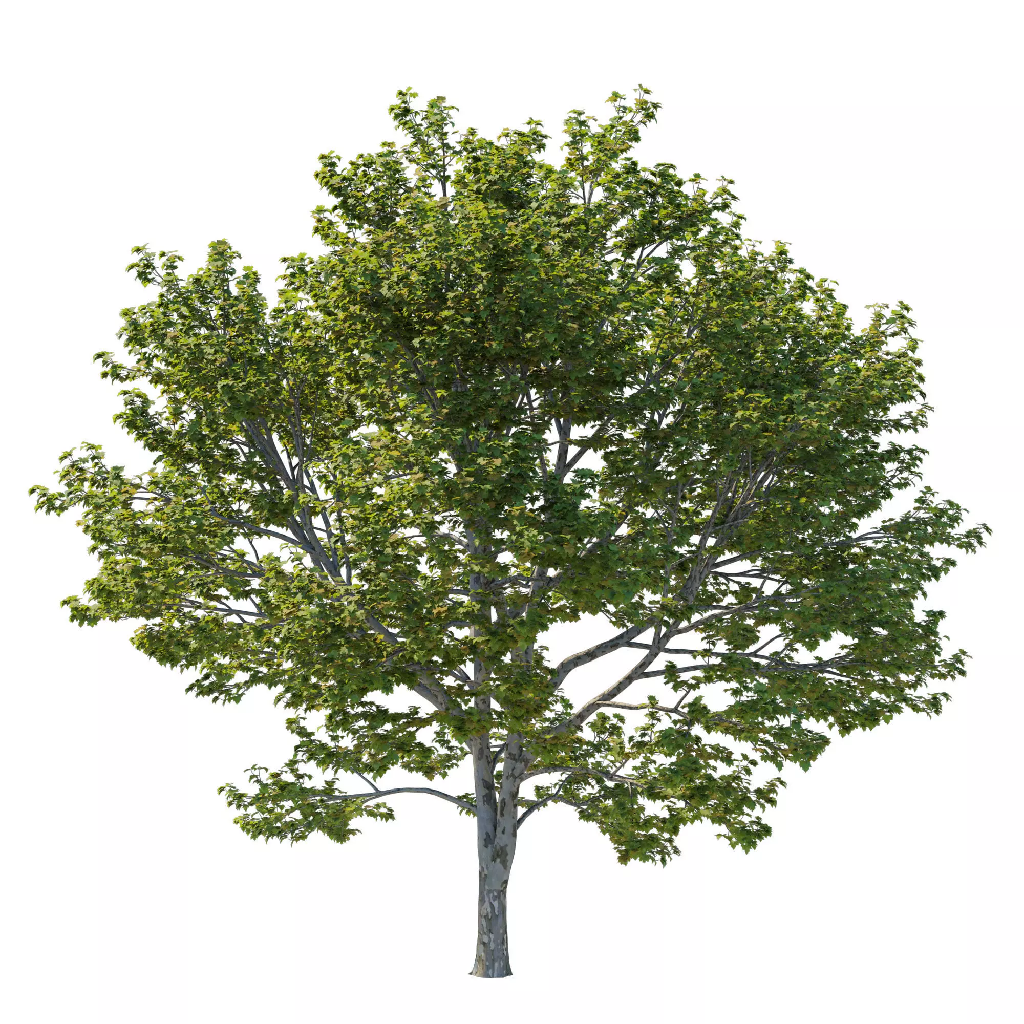 Platanus Occidentalis 04 3D model_0