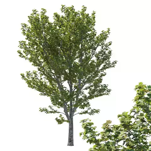Platanus Occidentalis 05 3D model