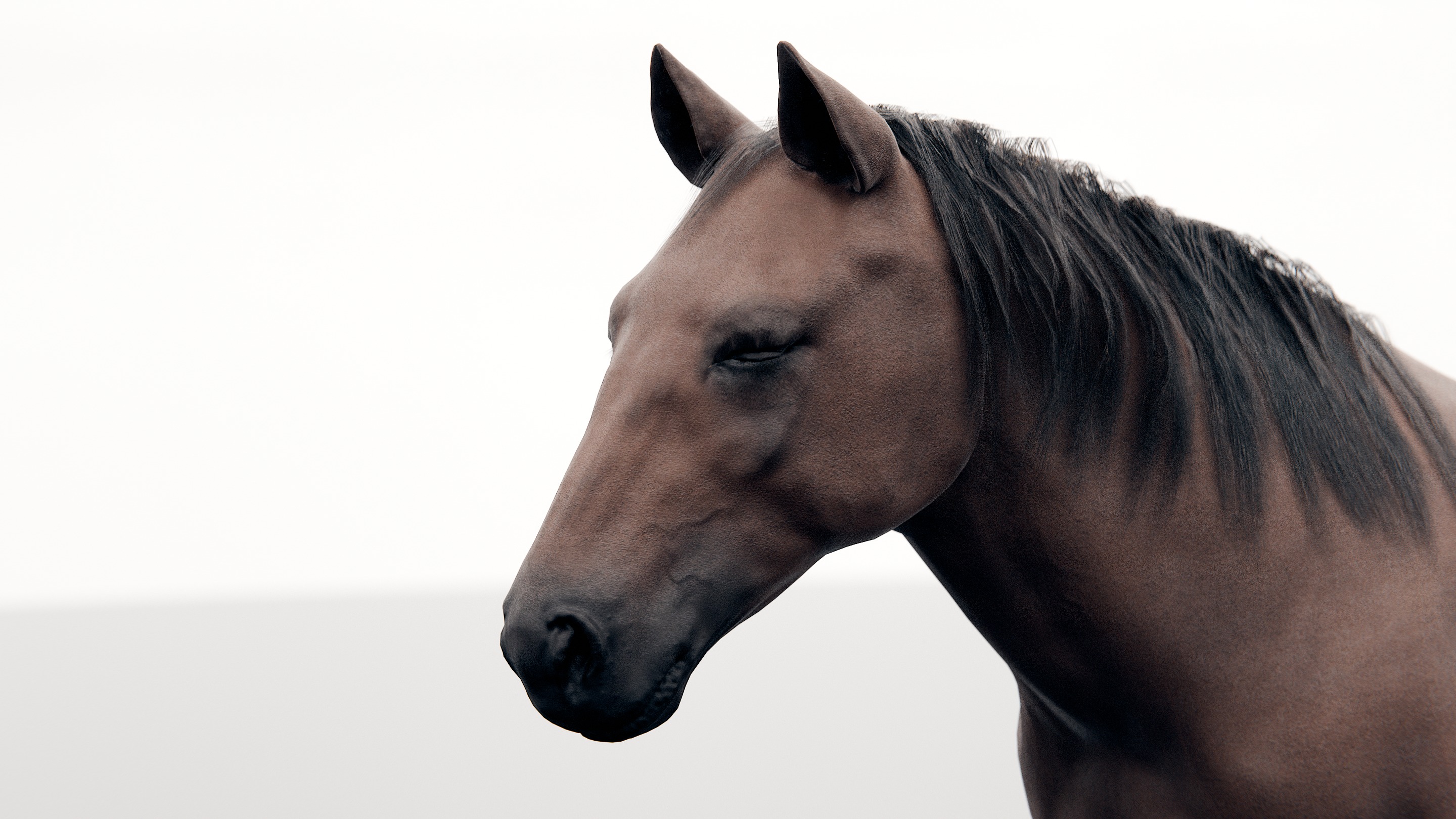 Horse - Realistic Low-poly 3D model_14