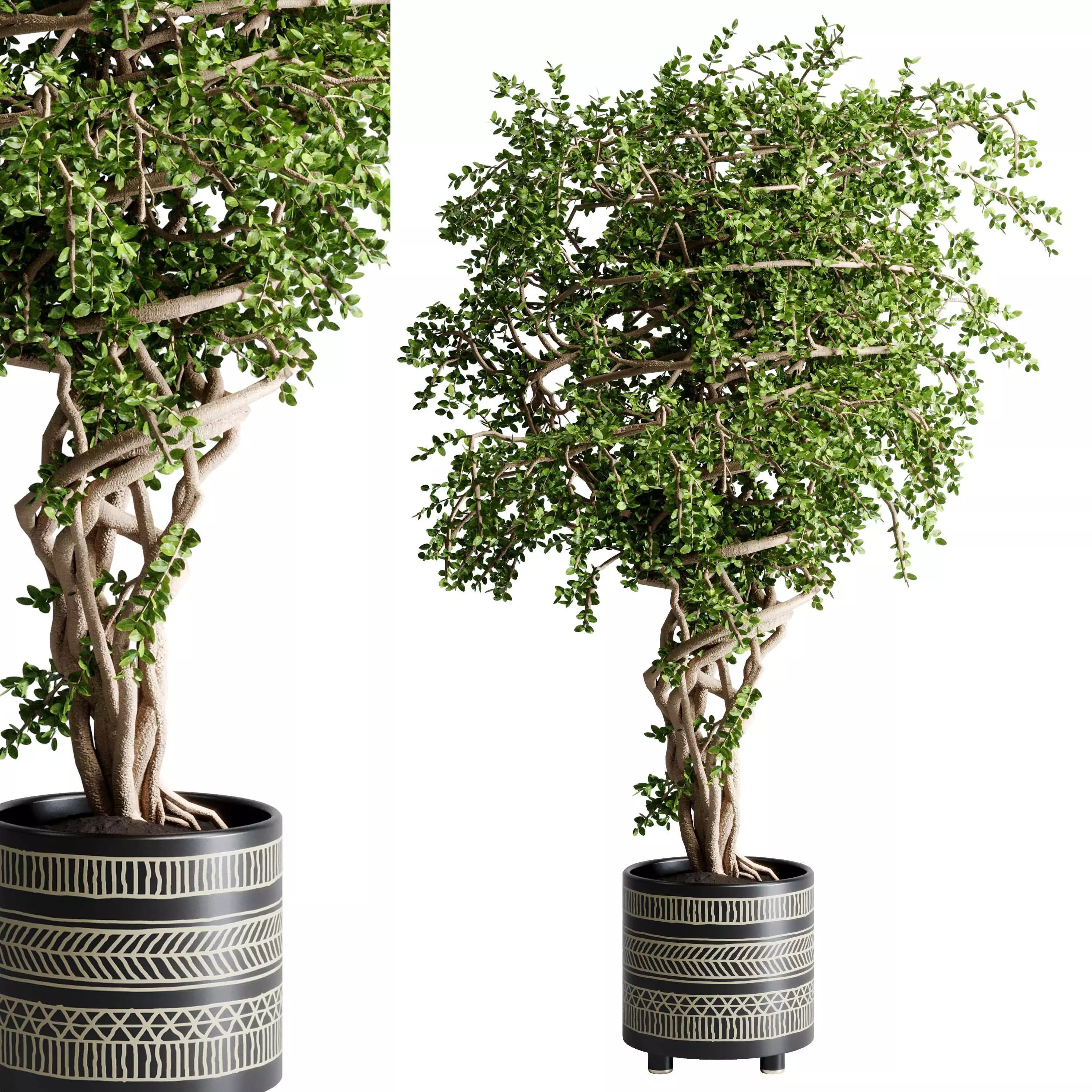 Benjamin tree - indoor plant set 529 3D model
