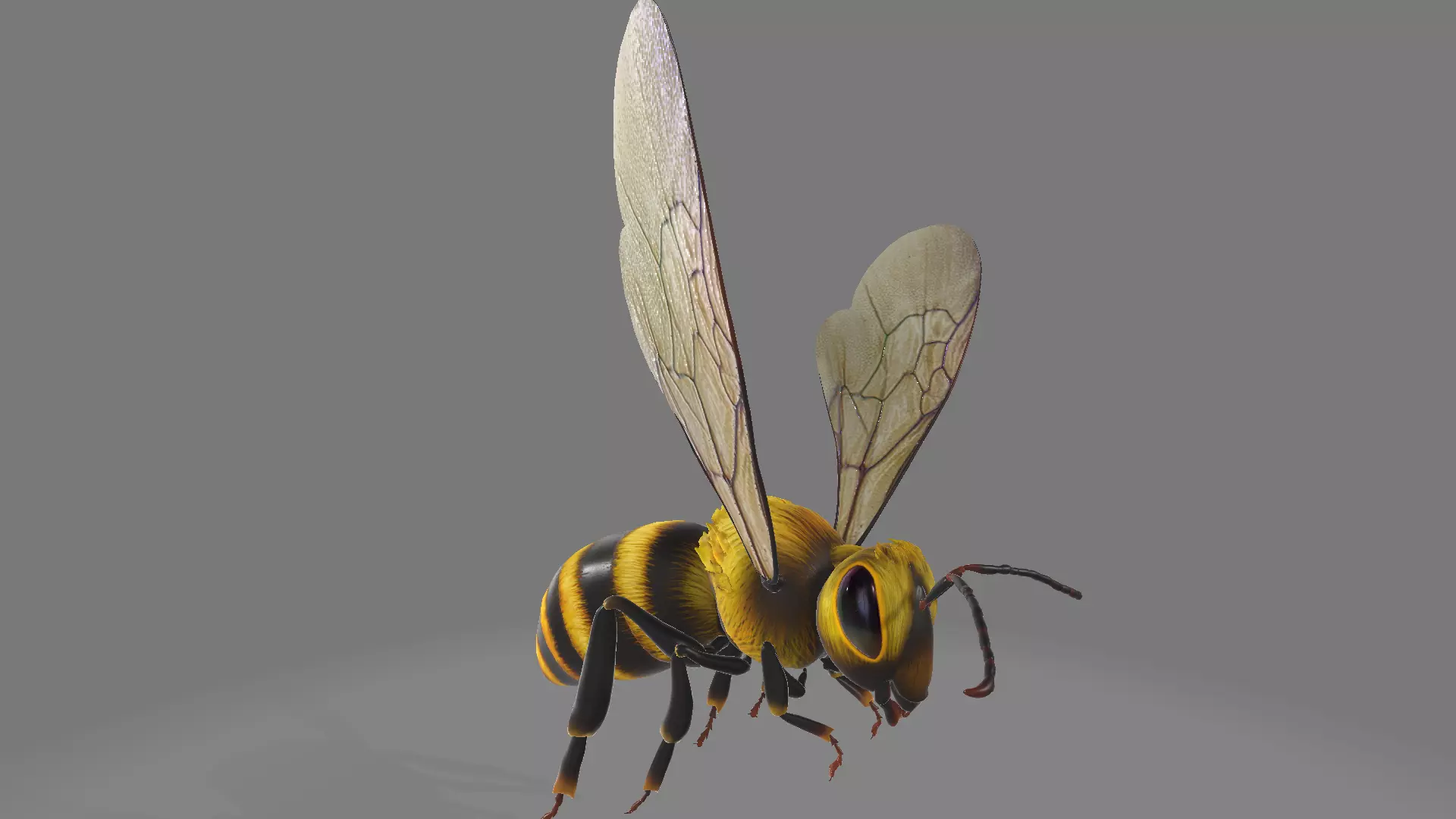 Fly bee 3D model_0
