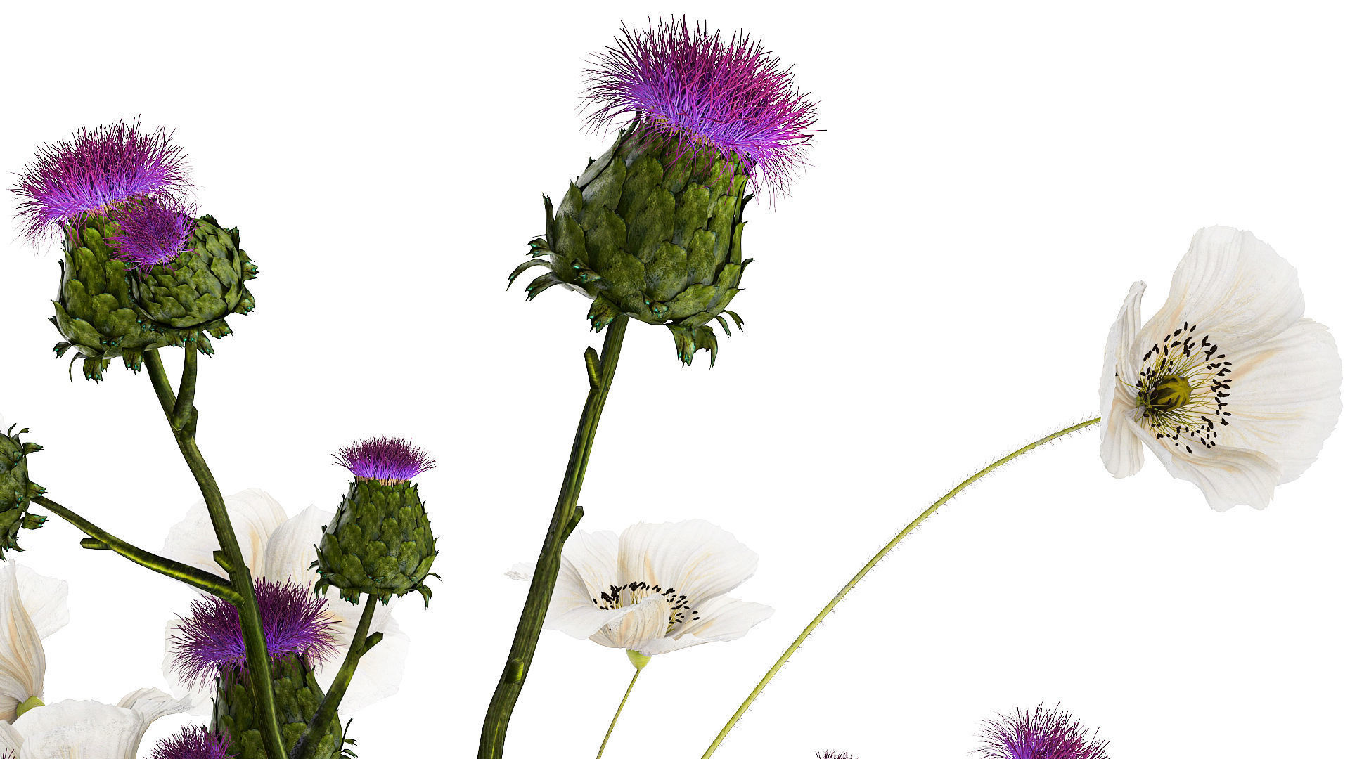 Bouquet Of White Wild Flowers in a vase Poppy Thistle 451 3D model_4