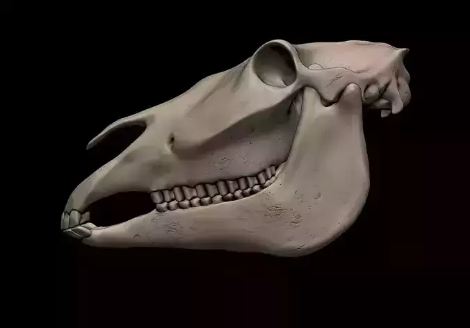 Horse Skull 3D print model