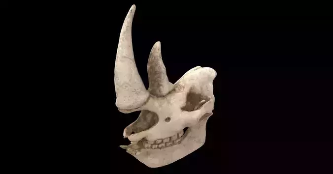 rhino skull