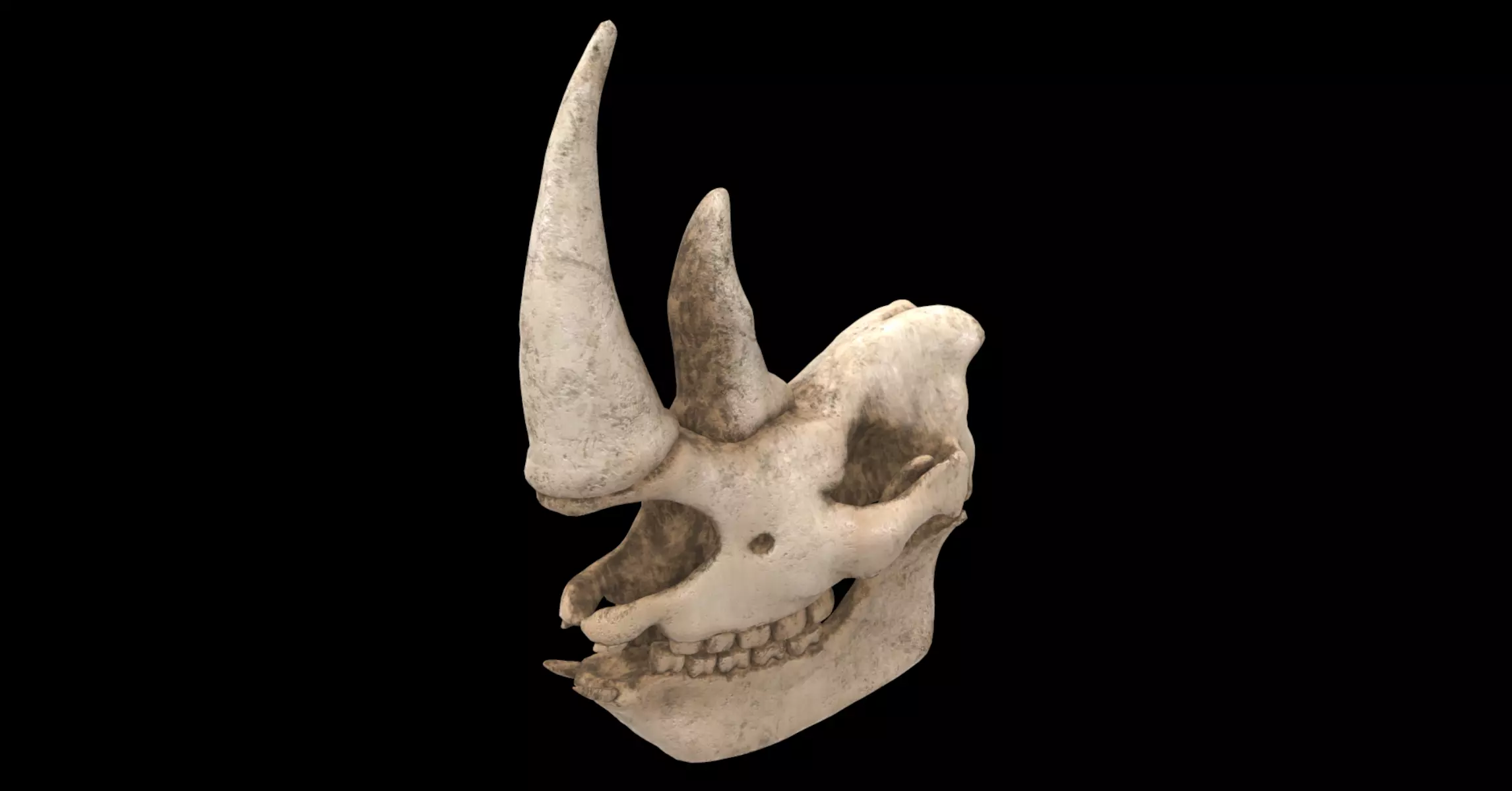 rhino skull 3D model