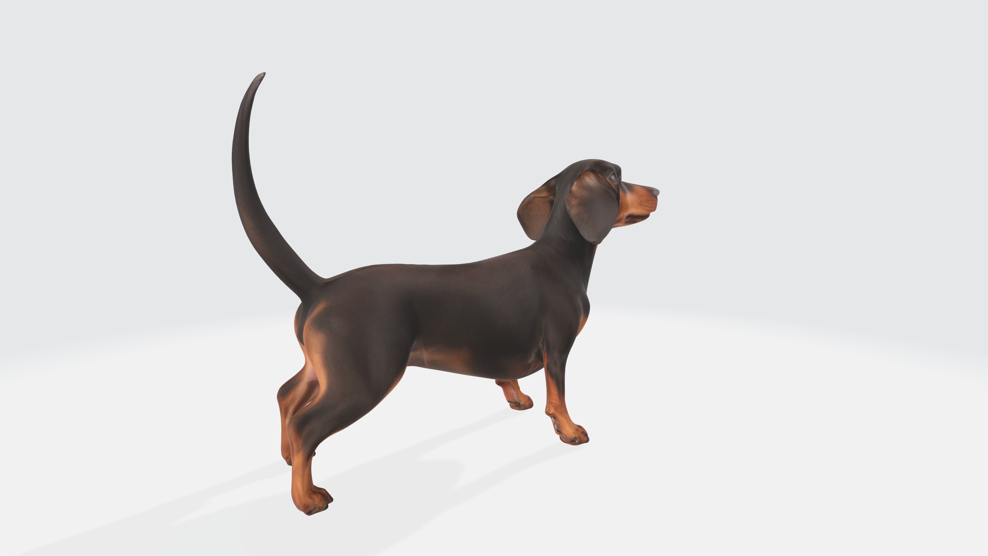 Dachshund Dog 3D Model - Animated 3D model_5
