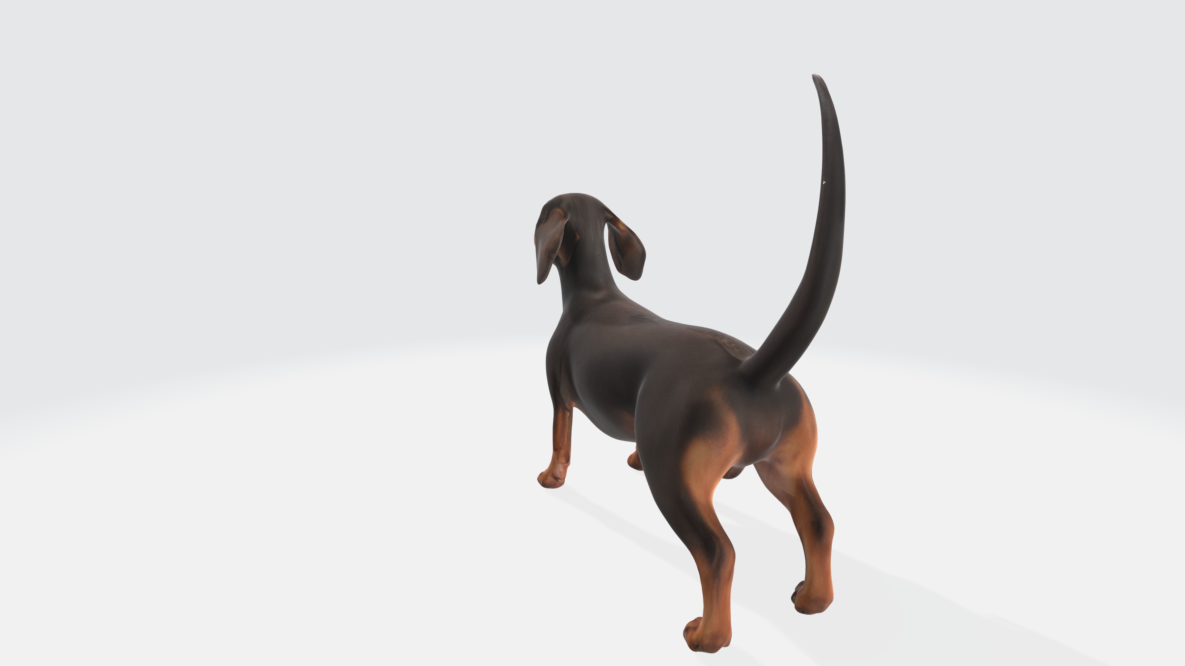 Dachshund Dog 3D Model - Animated 3D model_4