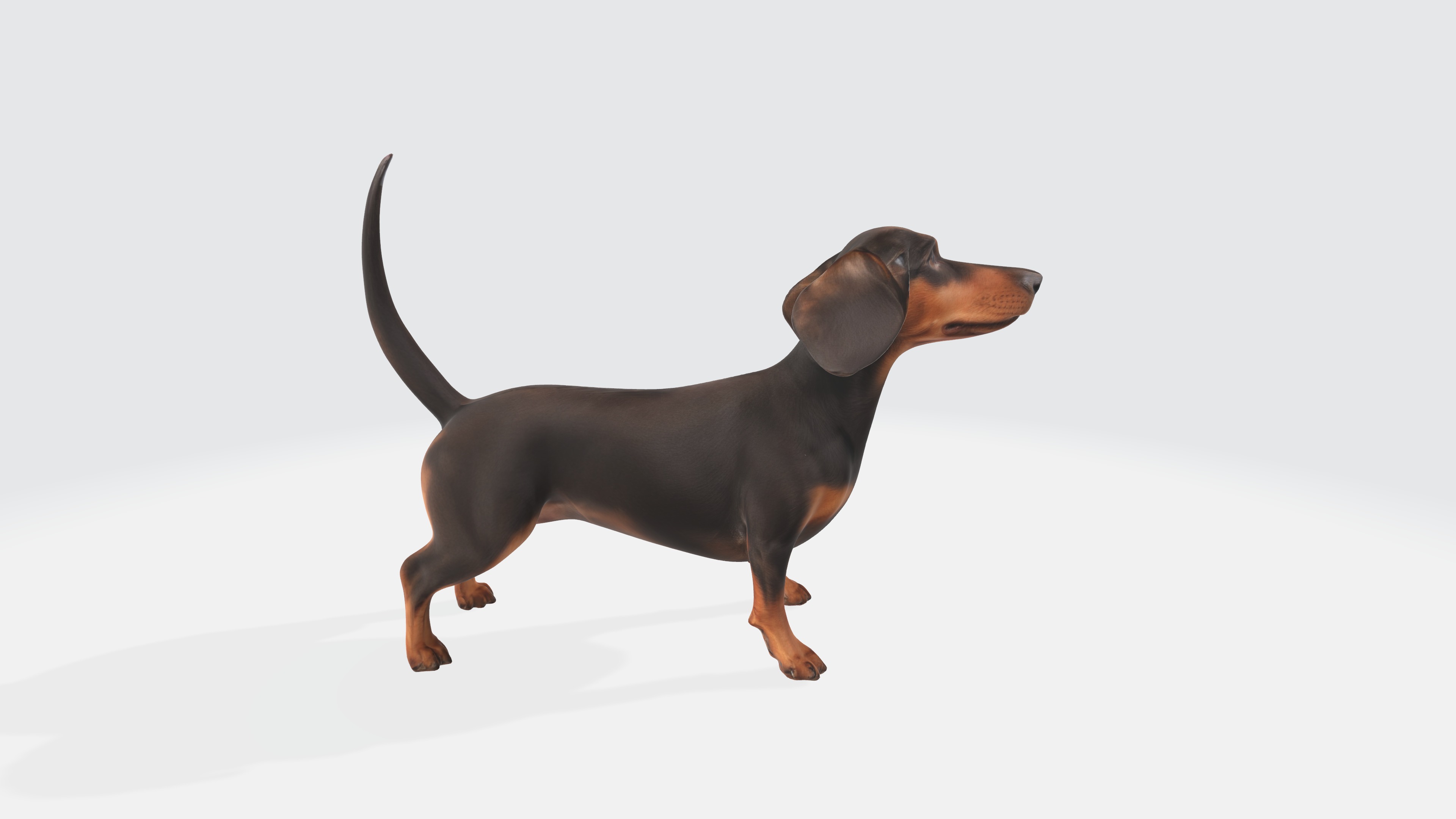 Dachshund Dog 3D Model - Animated 3D model_2
