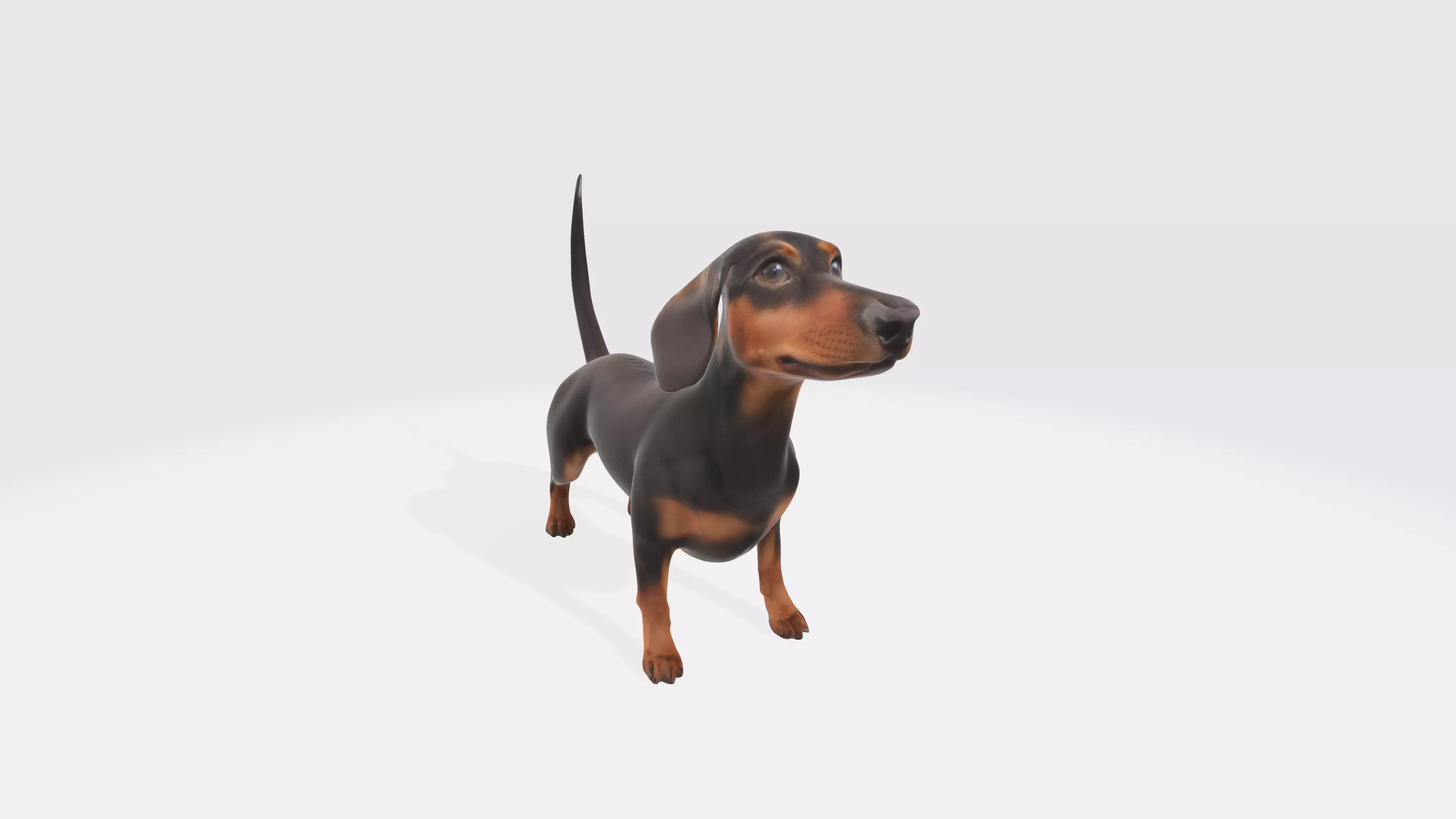 Dachshund Dog 3D Model - Animated 3D model_0