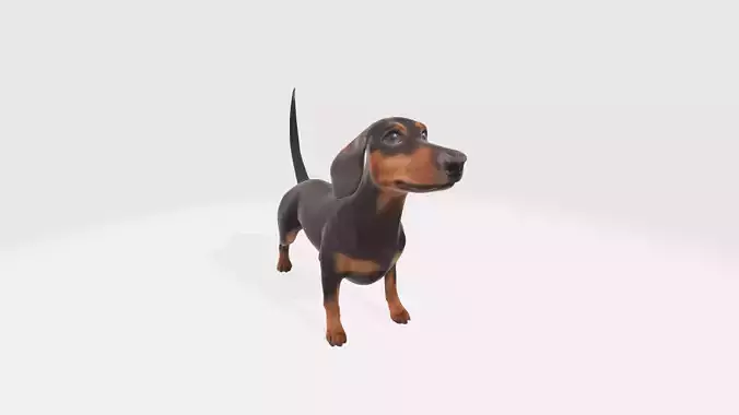 Dachshund Dog 3D Model - Animated 3D model