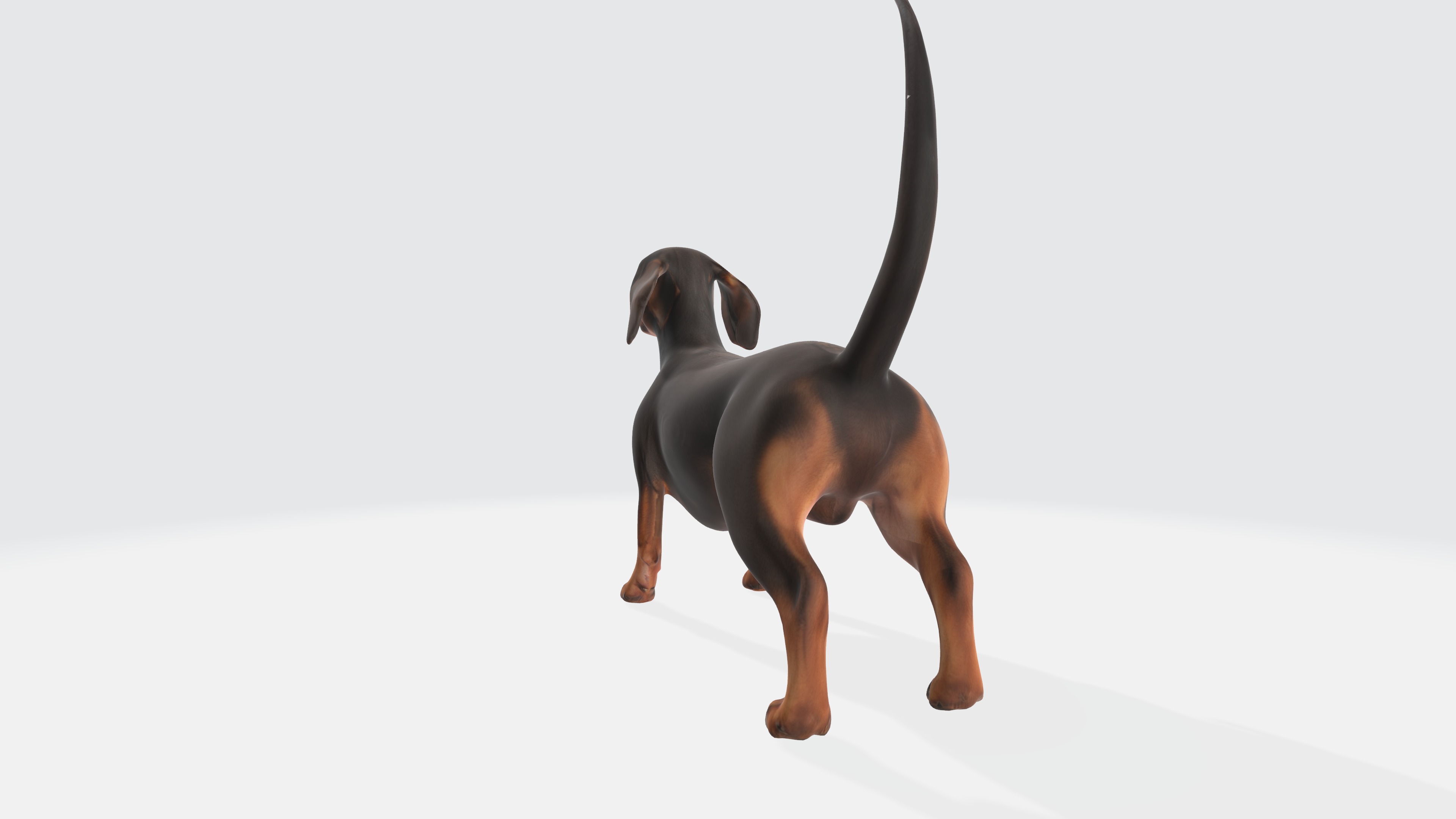 Dachshund Dog 3D Model - Animated 3D model_6