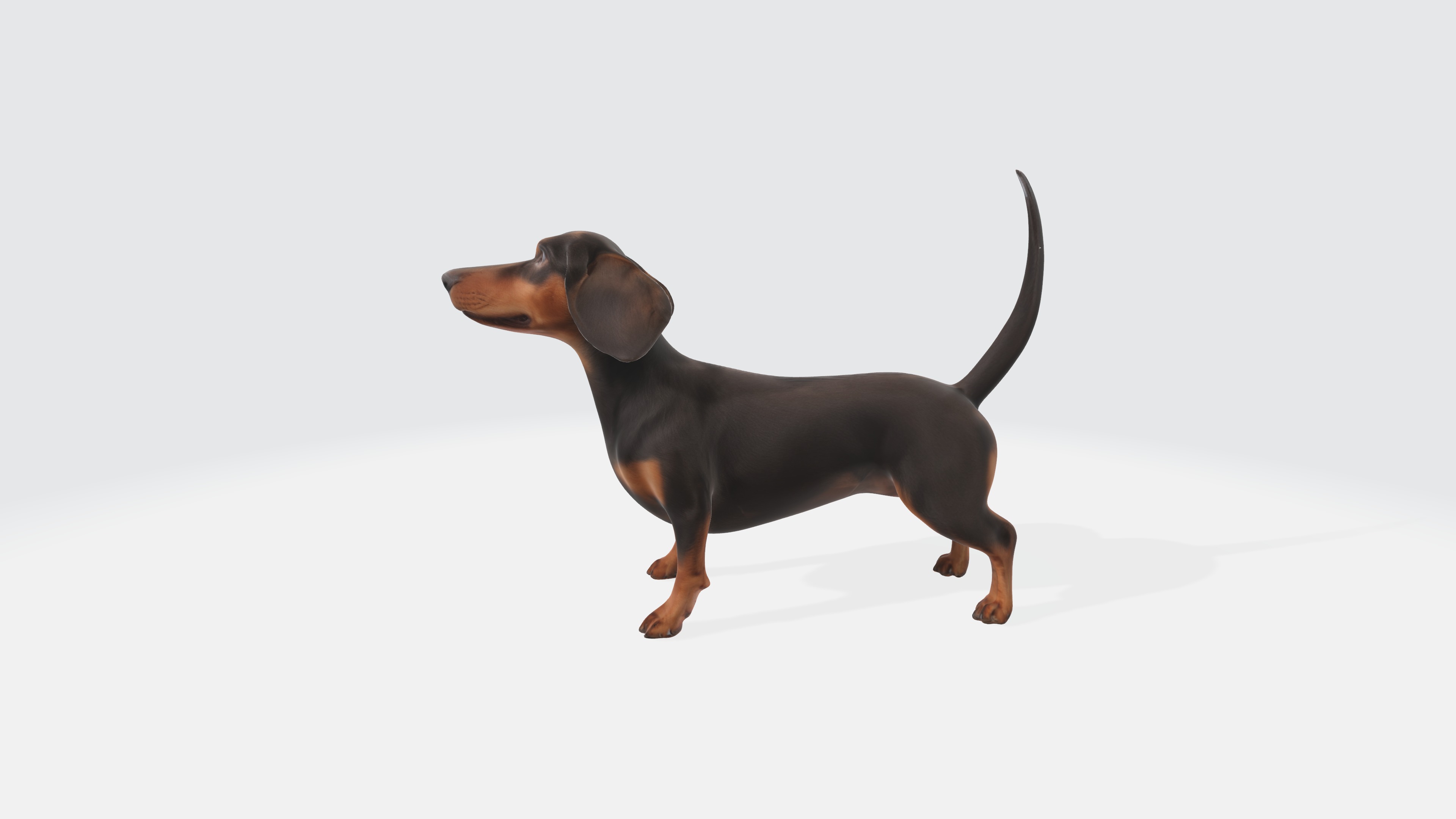 Dachshund Dog 3D Model - Animated 3D model_3
