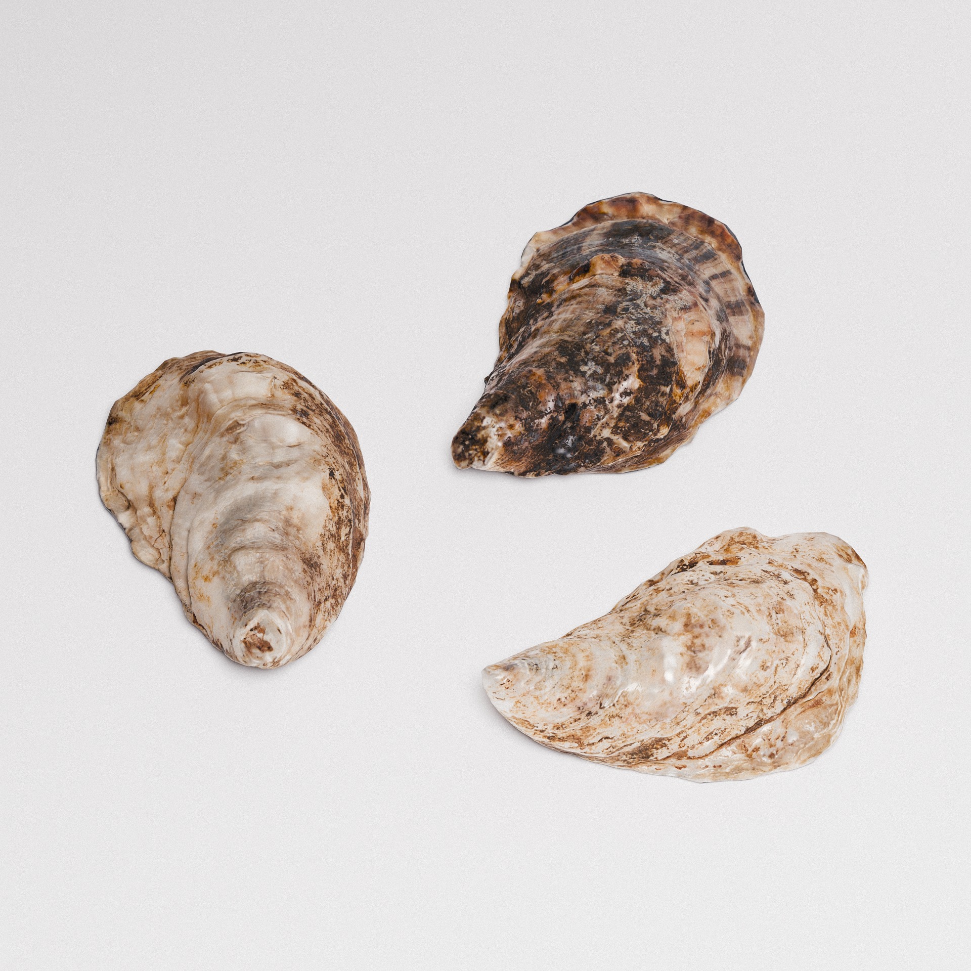 Oyster Shells 3D model_4