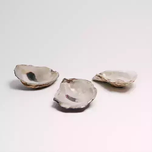 Oyster Shells 3D model