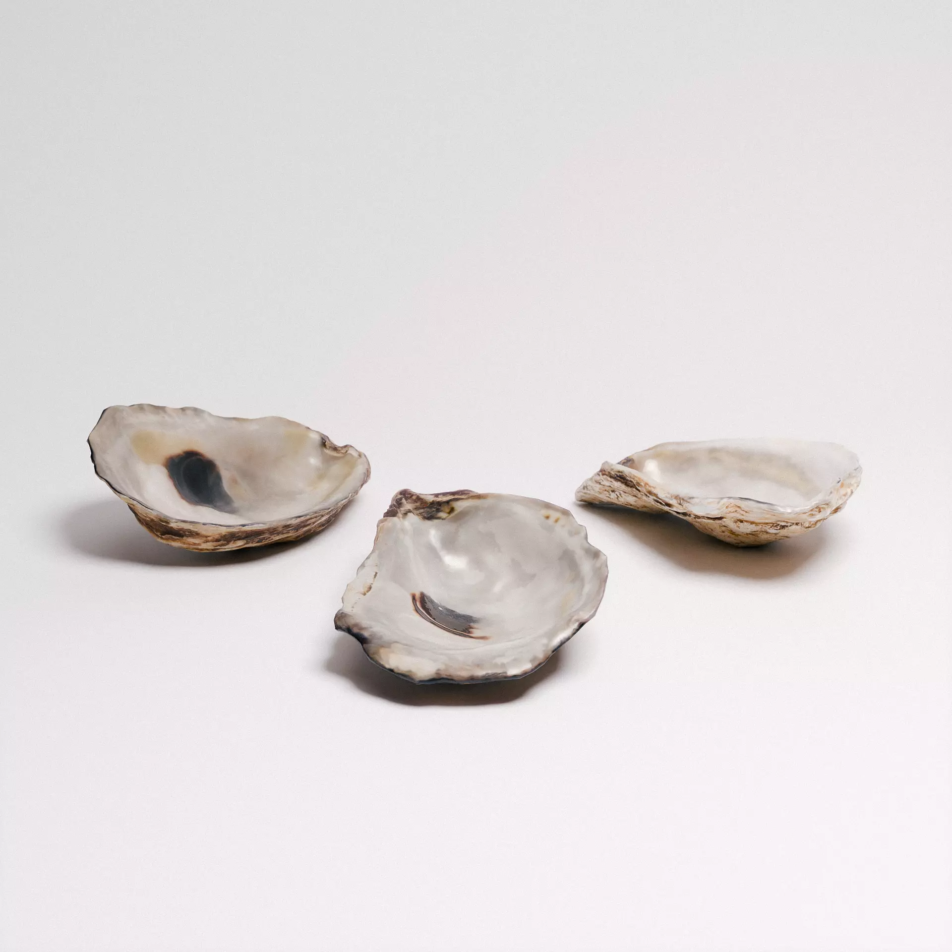 Oyster Shells 3D model_0